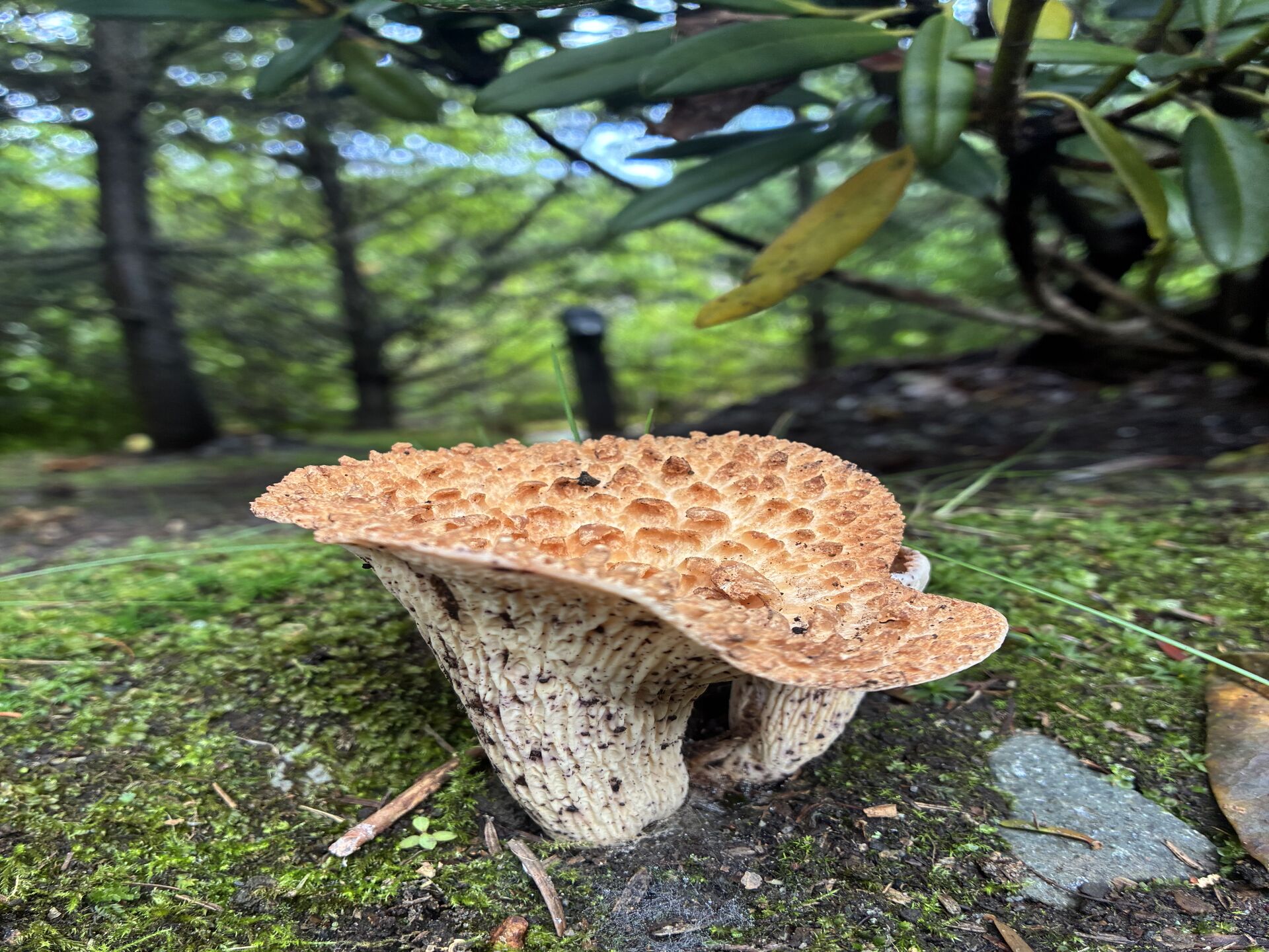 檜風呂
