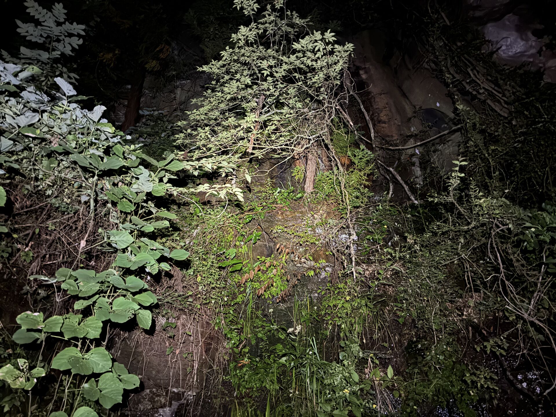 お寺の屋根