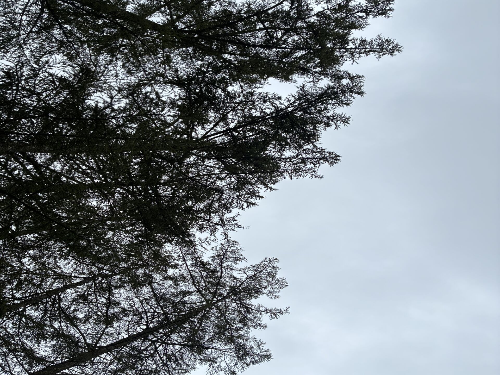 建て方